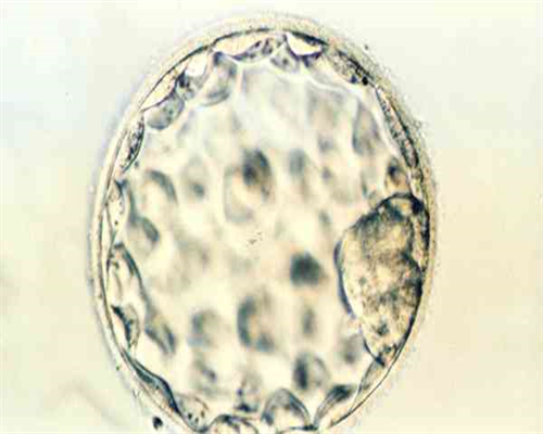45岁供卵试管成功率&供卵试管价格,吃什么缓解乳房经期前胀痛