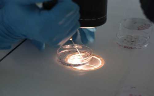 西安助孕供卵生子,严重的弱精可以通过美国试管婴儿迎好孕-上海供卵的私立医