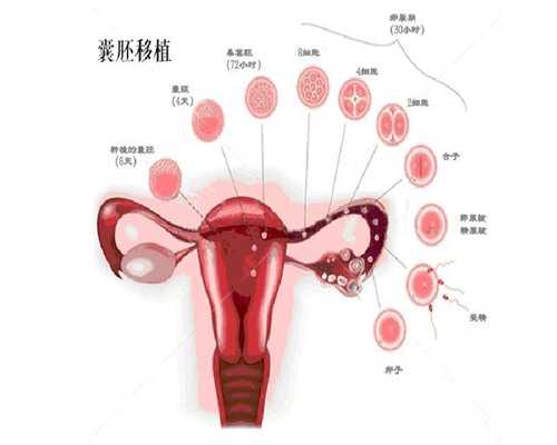 第三方供卵要多少钱&供卵公立医院有哪些,2026周口不孕不育医院排名，热门生殖
